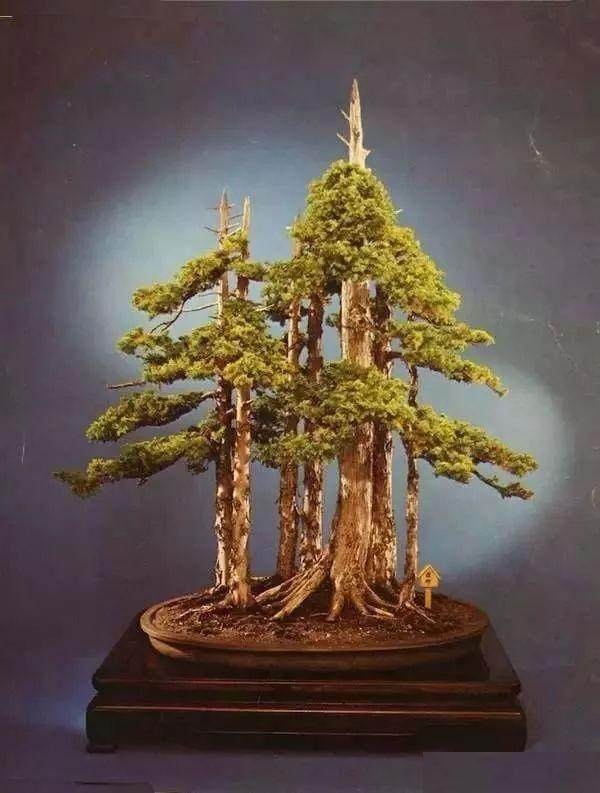 图解 老外用63年时间 制作一棵柏树盆景