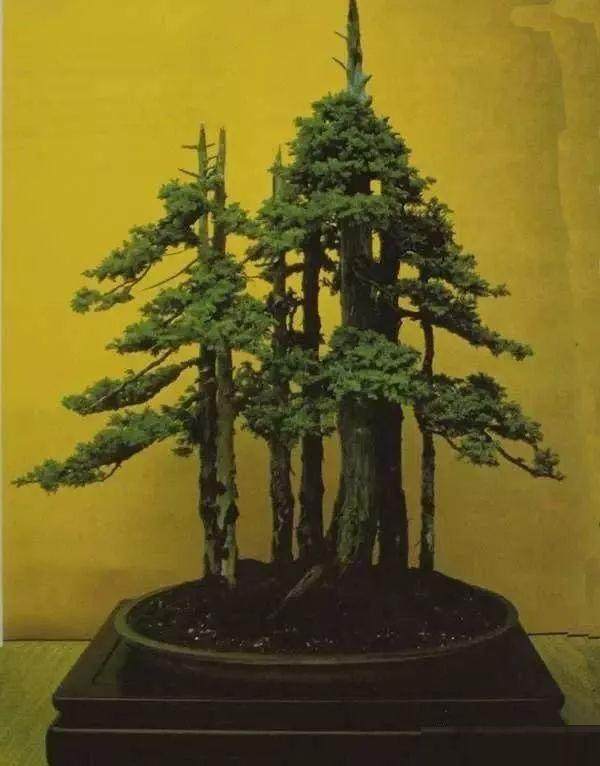 图解 老外用63年时间 制作一棵柏树盆景