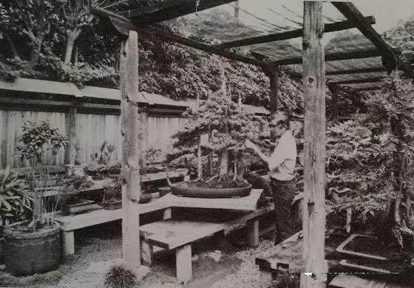 图解 老外用63年时间 制作一棵柏树盆景