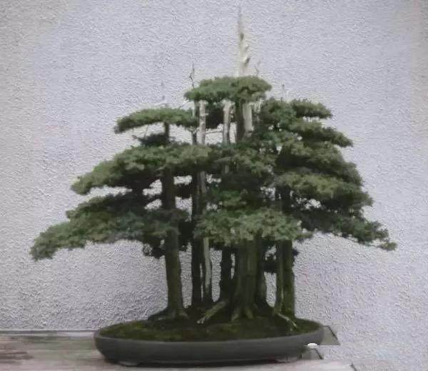 图解 老外用63年时间 制作一棵柏树盆景