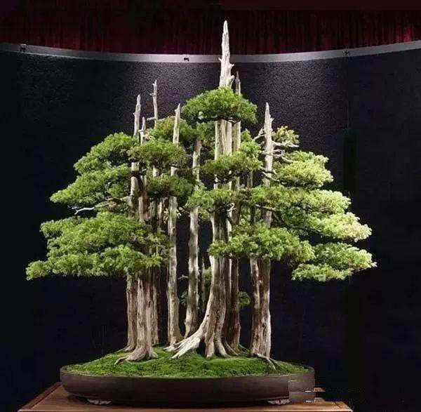 图解 老外用63年时间 制作一棵柏树盆景