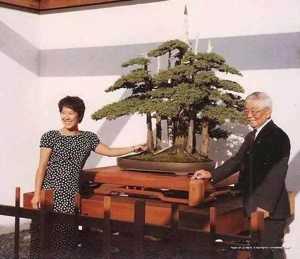 图解 老外用63年时间 制作一棵柏树盆景