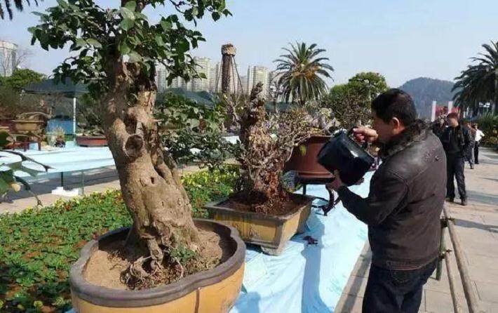 松柏盆景大多为偏干状态下养护 要保证浇透水