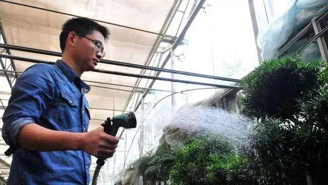 松柏盆景大多为偏干状态下养护 要保证浇透水