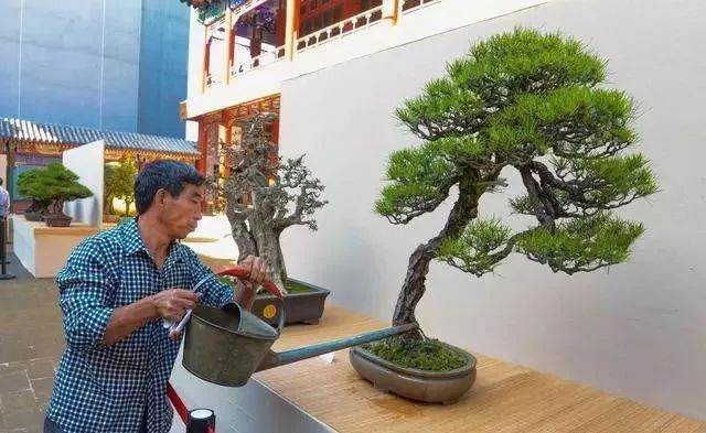 松柏盆景大多为偏干状态下养护 要保证浇透水