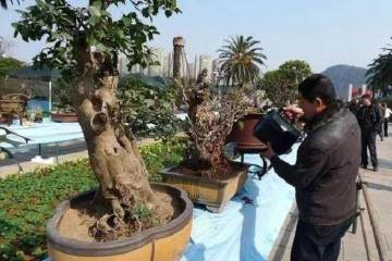 松柏盆景大多为偏干状态下养护 要保证浇透水