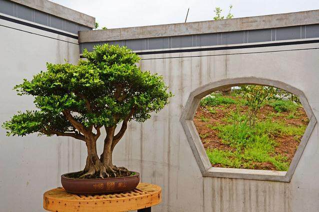 一件成功的盆景作品 不亚于作家犀利的笔锋