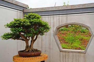 一件成功的盆景作品 不亚于作家犀利的笔锋