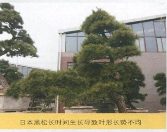 图解 唐苑黑松短针盆景怎么造型的方法