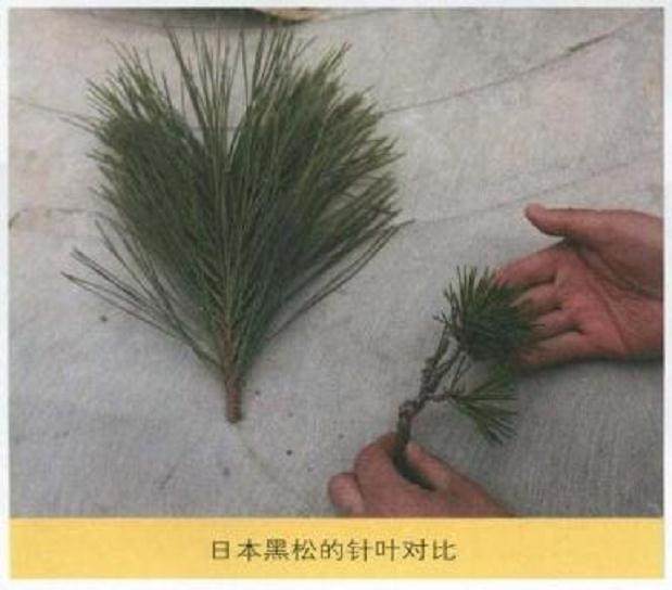 图解 唐苑黑松短针盆景怎么造型的方法