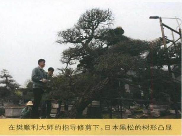 图解 唐苑黑松短针盆景怎么造型的方法