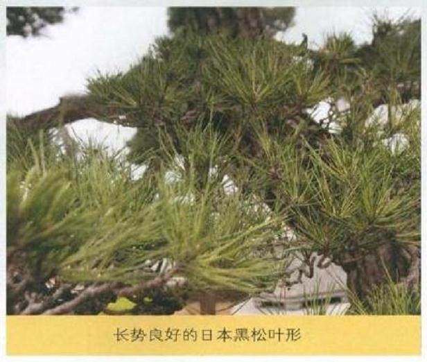 图解 唐苑黑松短针盆景怎么造型的方法