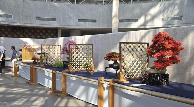 2018年 日本小月盆景之旅 - 第5部分