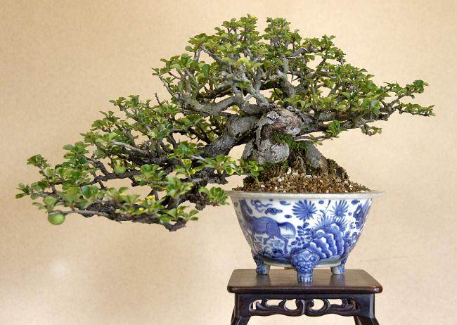 2018年 前往日本 欣赏小月盆景