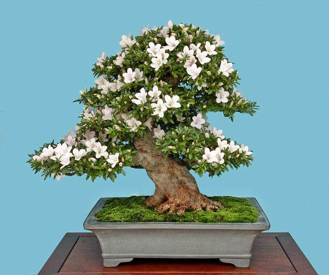 日本小月盆景协会 现在每年都会举办国府盆景展