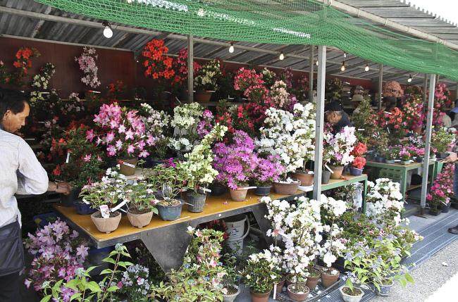 日本小月盆景协会 现在每年都会举办国府盆景展