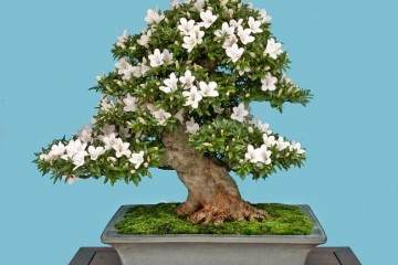 日本小月盆景协会 现在每年都会举办国府盆景展