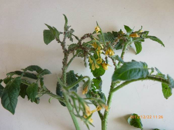 春季蚜虫要早治