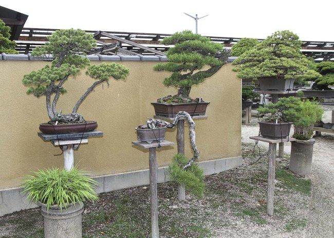 接下来 我们参观了大宫盆景艺术博物馆