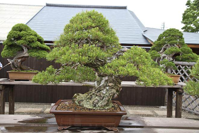 日本高松举行的过去亚太盆景大会