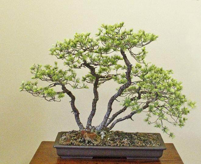 日本高松举行的过去亚太盆景大会