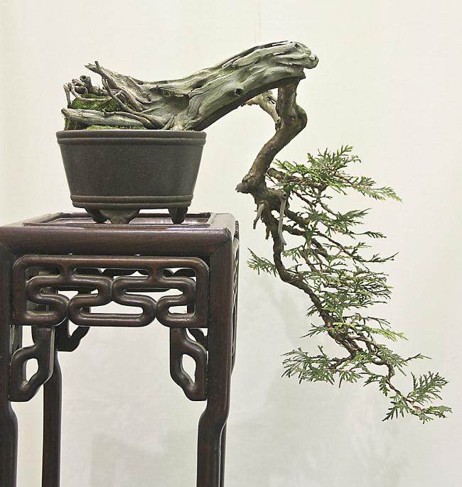 第41届 美国纽约州北部盆景展览照片