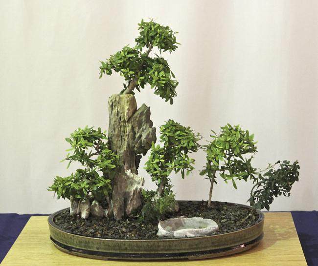 第41届 美国纽约州北部盆景展览照片