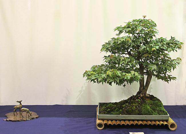 第41届 美国纽约州北部盆景展览照片