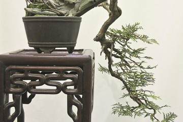 第41届 美国纽约州北部盆景展览照片