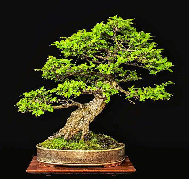 参观美国的第41届纽约州北部盆景展