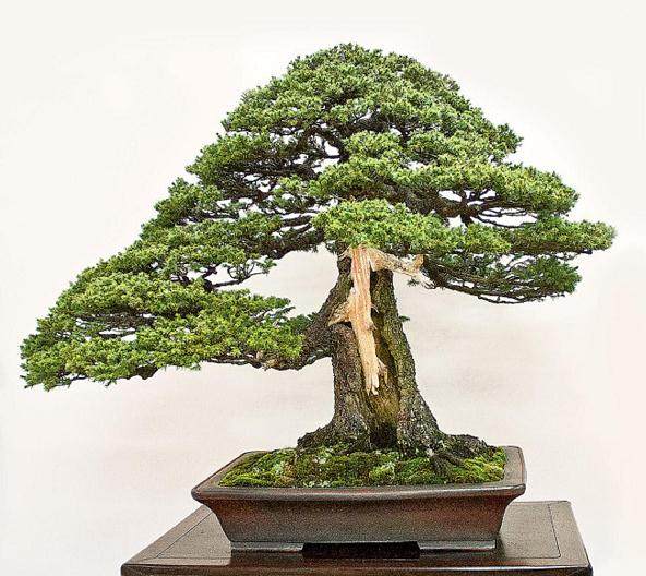 2013年台湾十大盆景展