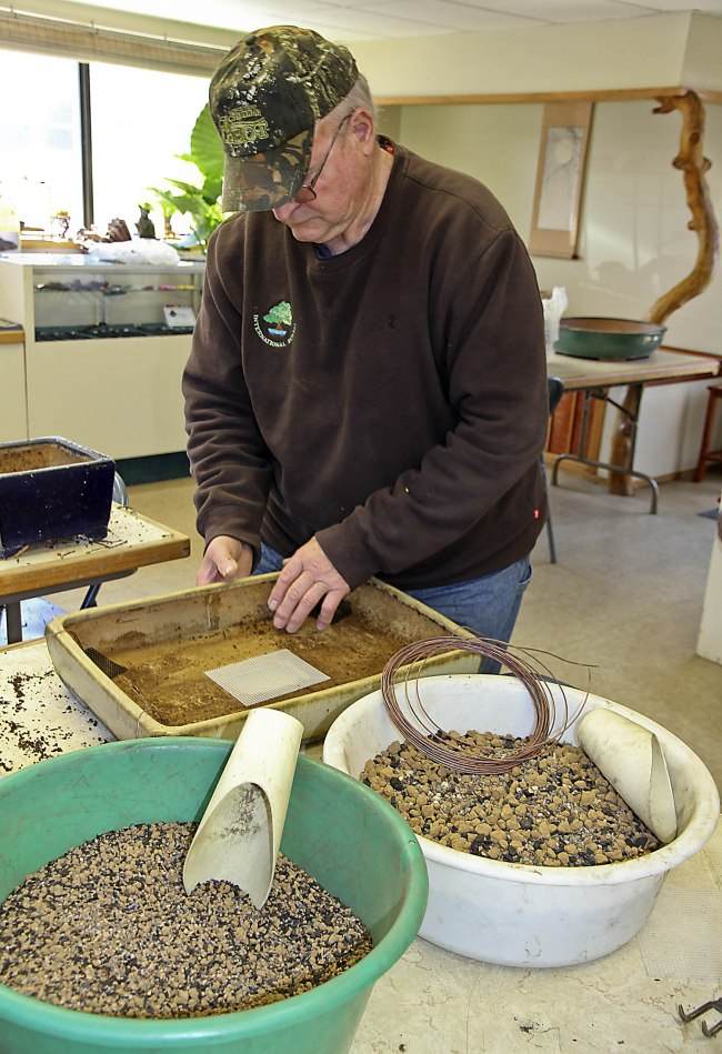 图解 盆景怎样翻盘移栽的过程