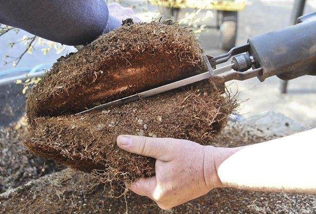 图解 盆景怎样翻盘移栽的过程