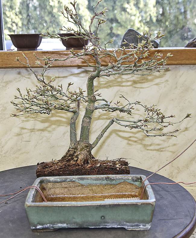 图解 盆景怎样翻盘移栽的过程