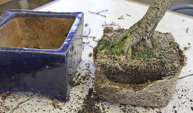 图解 盆景怎样翻盘移栽的过程