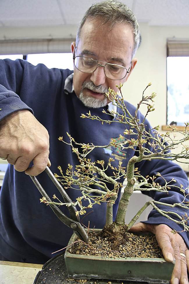 图解 盆景怎样翻盘移栽的过程