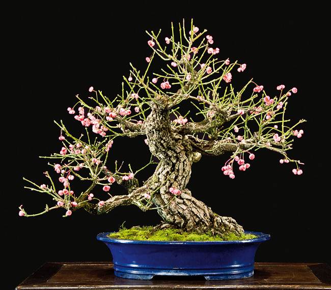 图解 盆景怎样翻盘移栽的过程