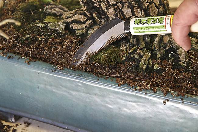 图解 盆景怎样翻盘移栽的过程