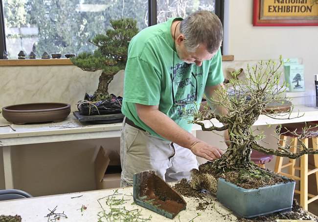 图解 盆景怎样翻盘移栽的过程