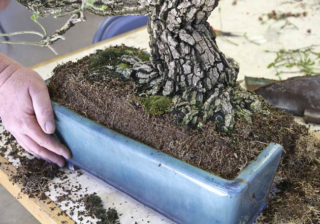 图解 盆景怎样翻盘移栽的过程