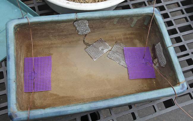 图解 盆景怎样翻盘移栽的过程