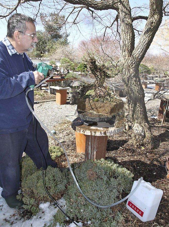 图解 盆景怎样翻盘移栽的过程