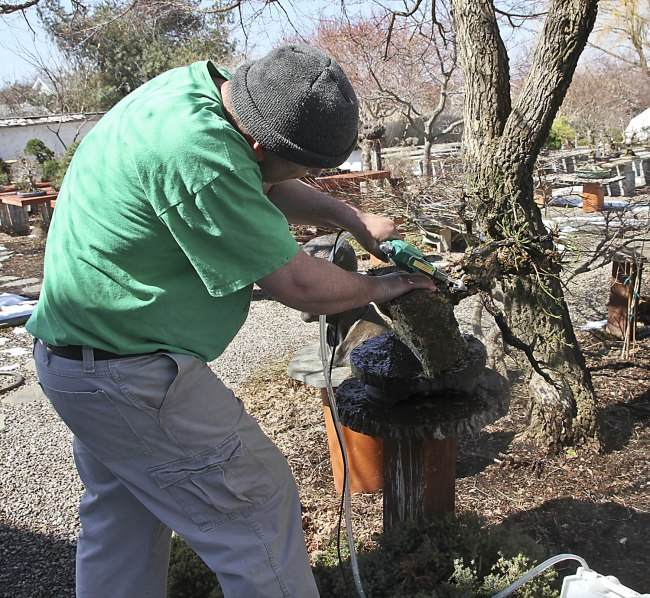 图解 盆景怎样翻盘移栽的过程