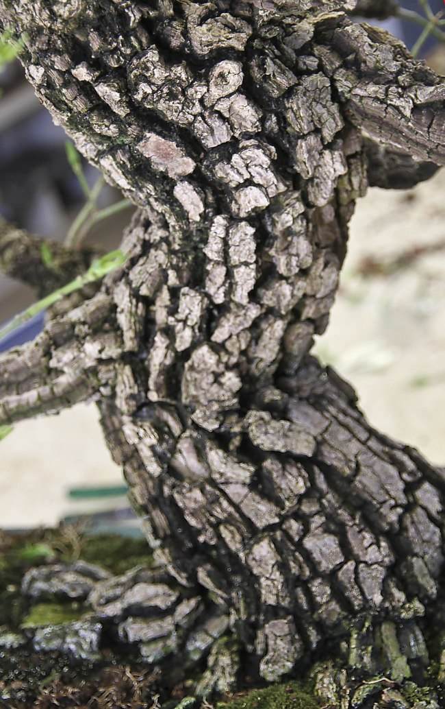 图解 盆景怎样翻盘移栽的过程