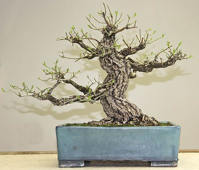 图解 盆景怎样翻盘移栽的过程