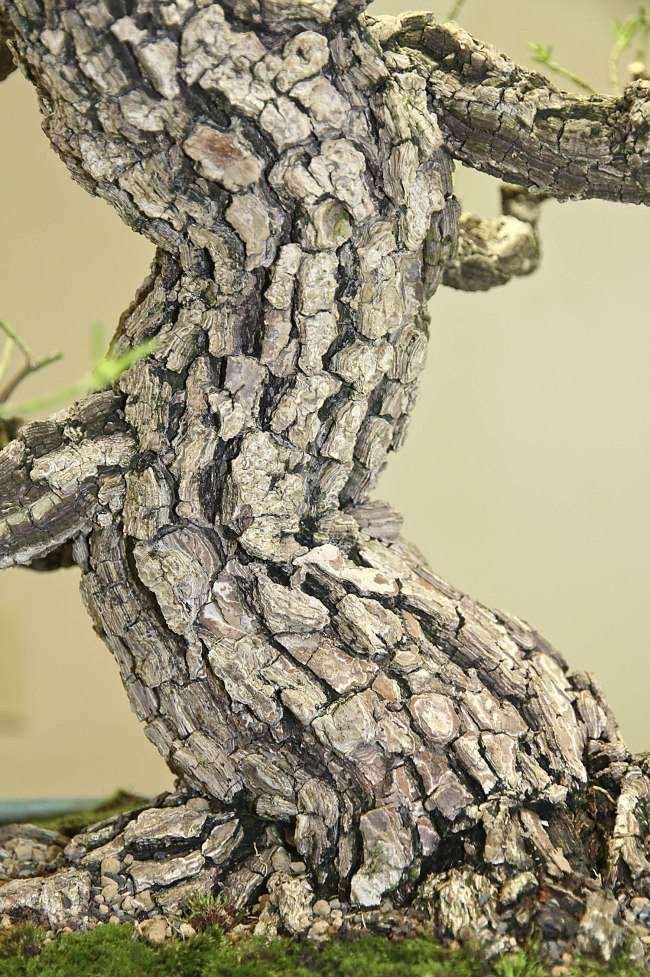 图解 盆景怎样翻盘移栽的过程