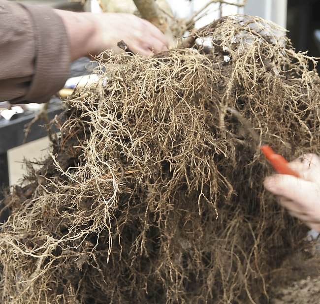 图解 盆景怎样翻盘移栽的过程