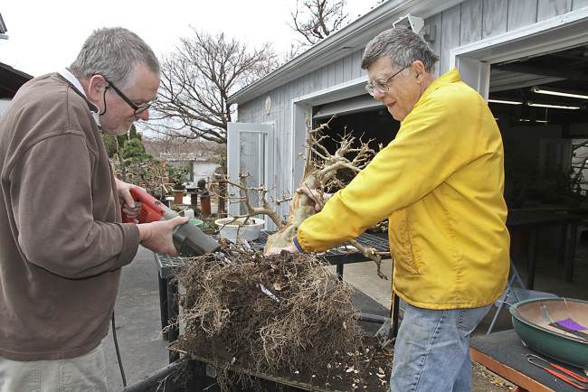 图解 盆景怎样翻盘移栽的过程