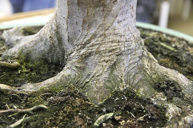 图解 盆景怎样翻盘移栽的过程