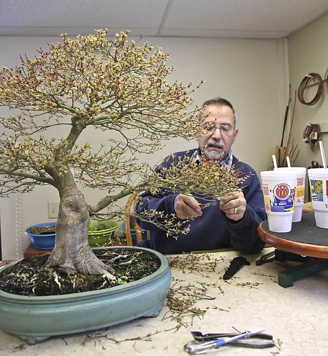 图解 盆景怎样翻盘移栽的过程